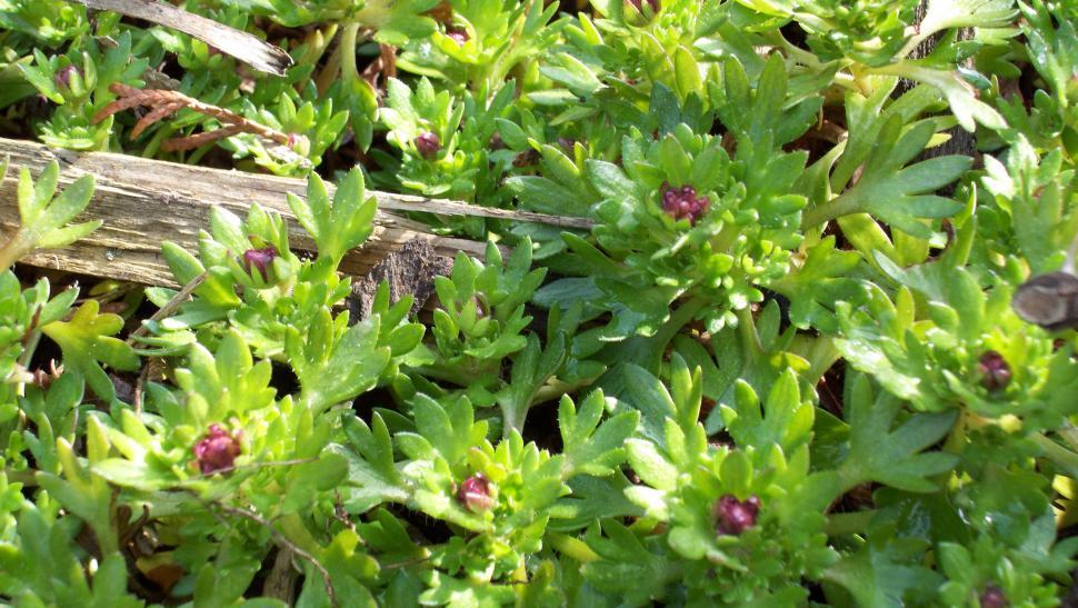 Free Image of Collection of various spring flowers 