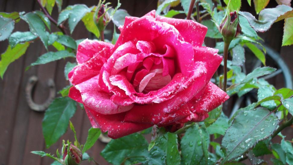 Free Image of Close-ups of rose flowers and petals 