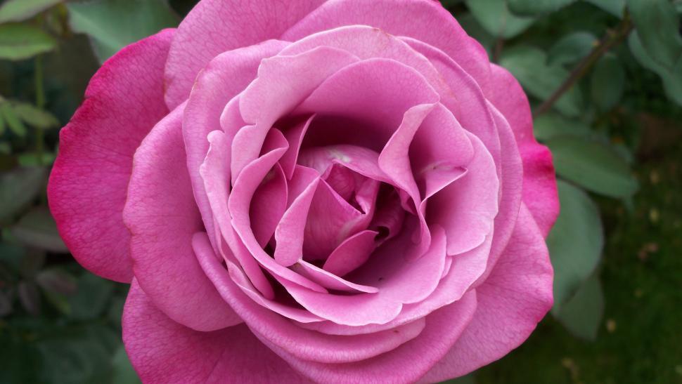 Free Image of Close-ups of rose flowers and petals 