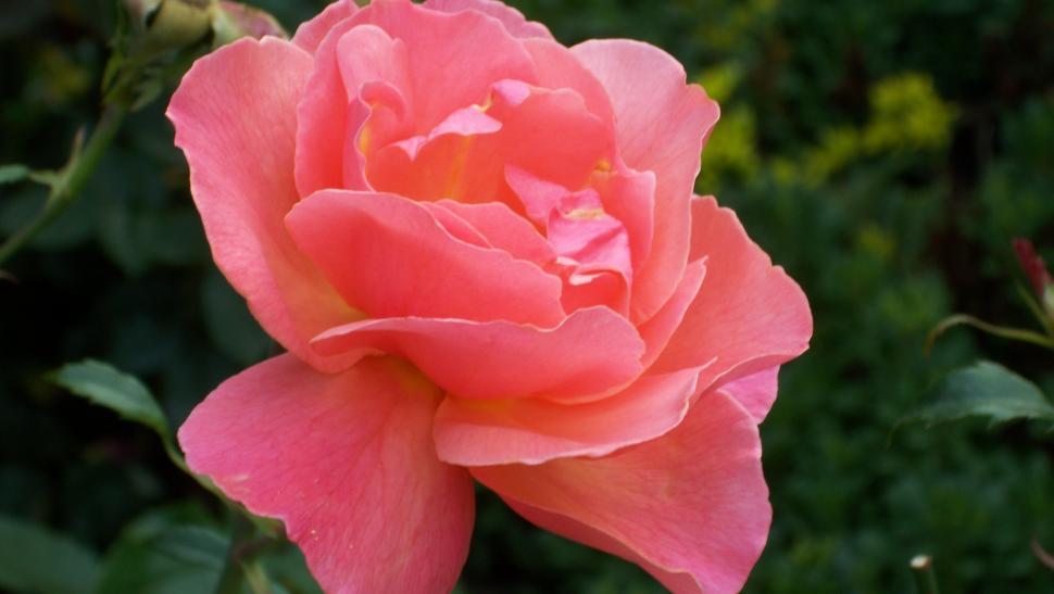 Free Image of Close-ups of rose flowers and petals 