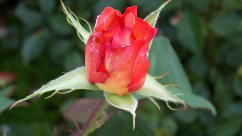 Free Image of Close-ups of rose flowers and petals 