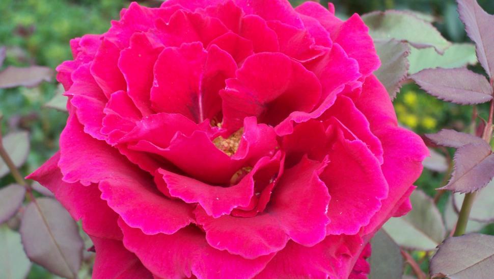 Free Image of Close-ups of rose flowers and petals 
