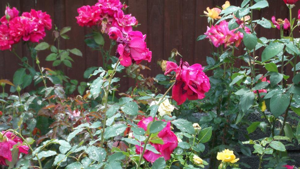 Free Image of Close-ups of rose flowers and petals 