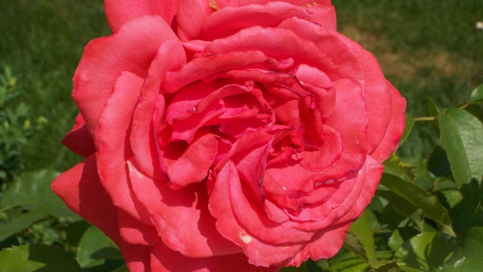 Free Image of Close-ups of rose flowers and petals 