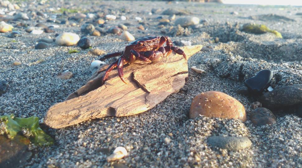 Free Image of Crab perched on driftwood at sandy beach during sunset 
