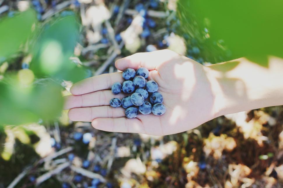 Free Image of Gathering fresh blueberries in summer sunlight 
