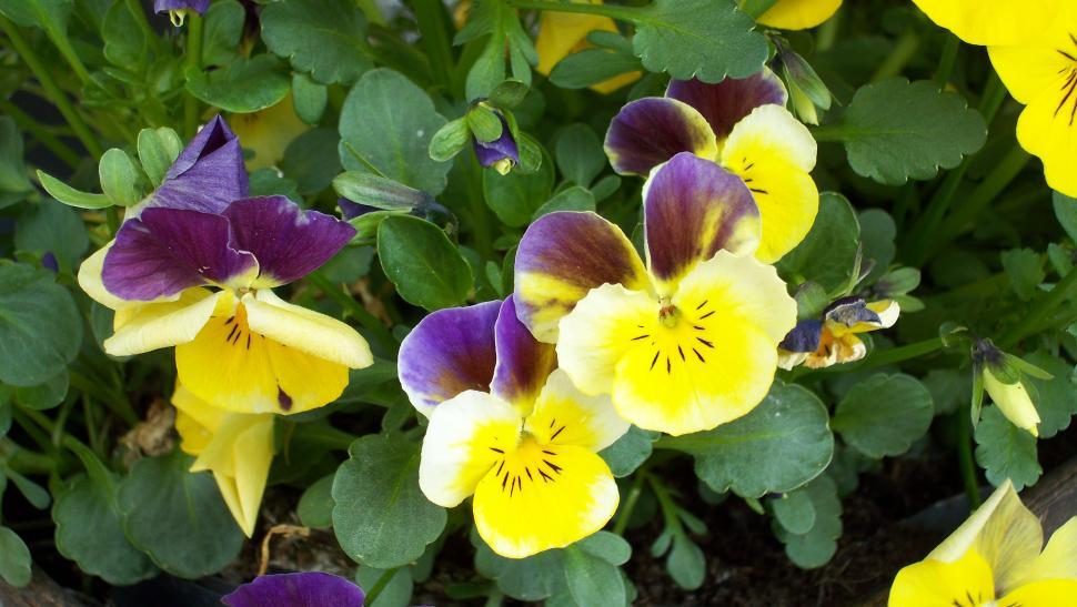 Free Image of Close-ups of pansies 