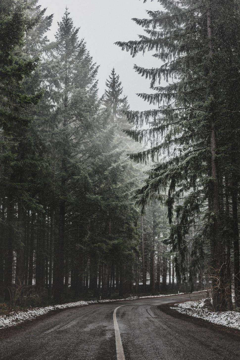 Free Image of Road through the snowy forest 