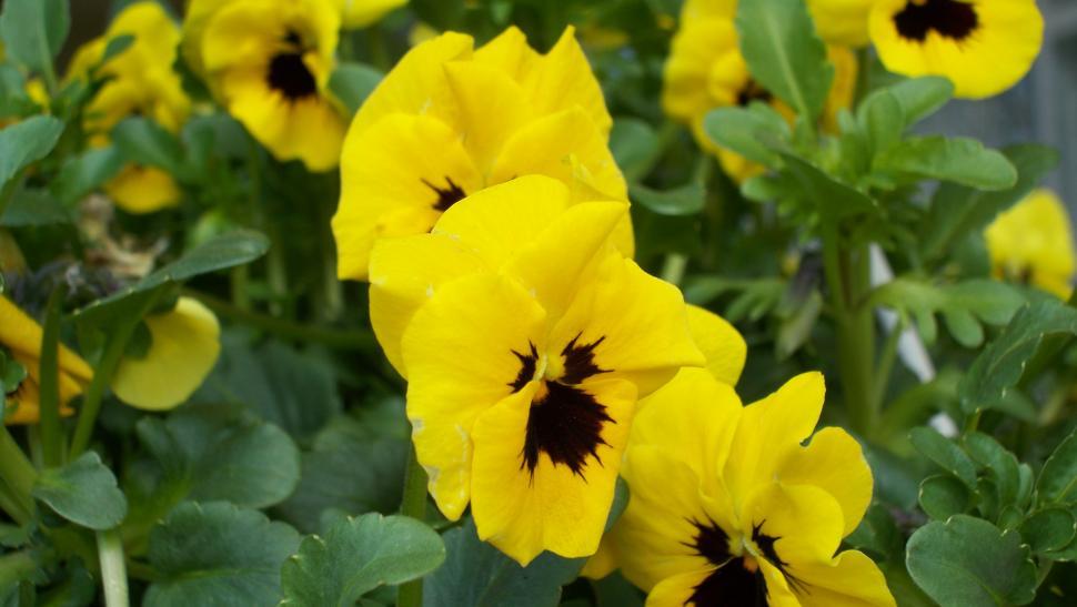 Free Image of Close-ups of pansies 