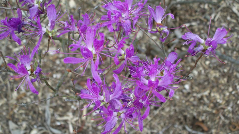 Free Image of Collections and close-ups of various exotic flowers 