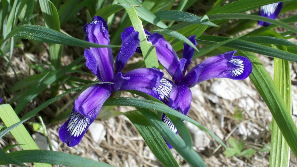 Free Image of Collections and close-ups of various exotic flowers 