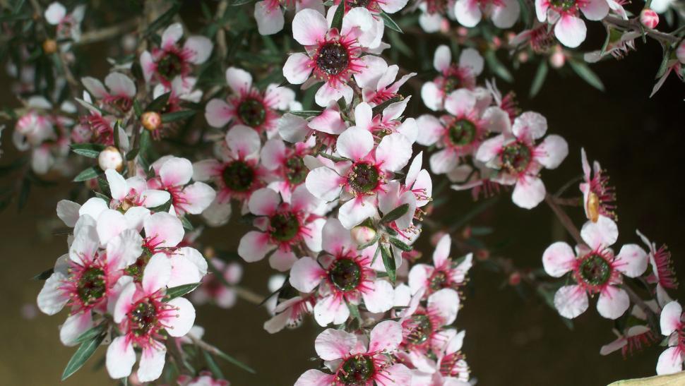 Free Image of Collections and close-ups of various exotic flowers 