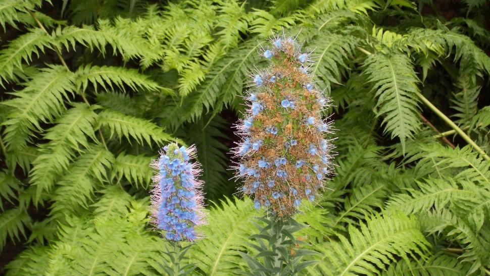 Free Image of Collections and close-ups of various exotic flowers 