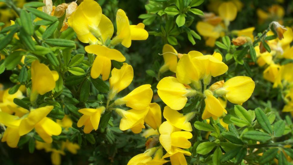 Free Image of Collections and close-ups of various exotic flowers 
