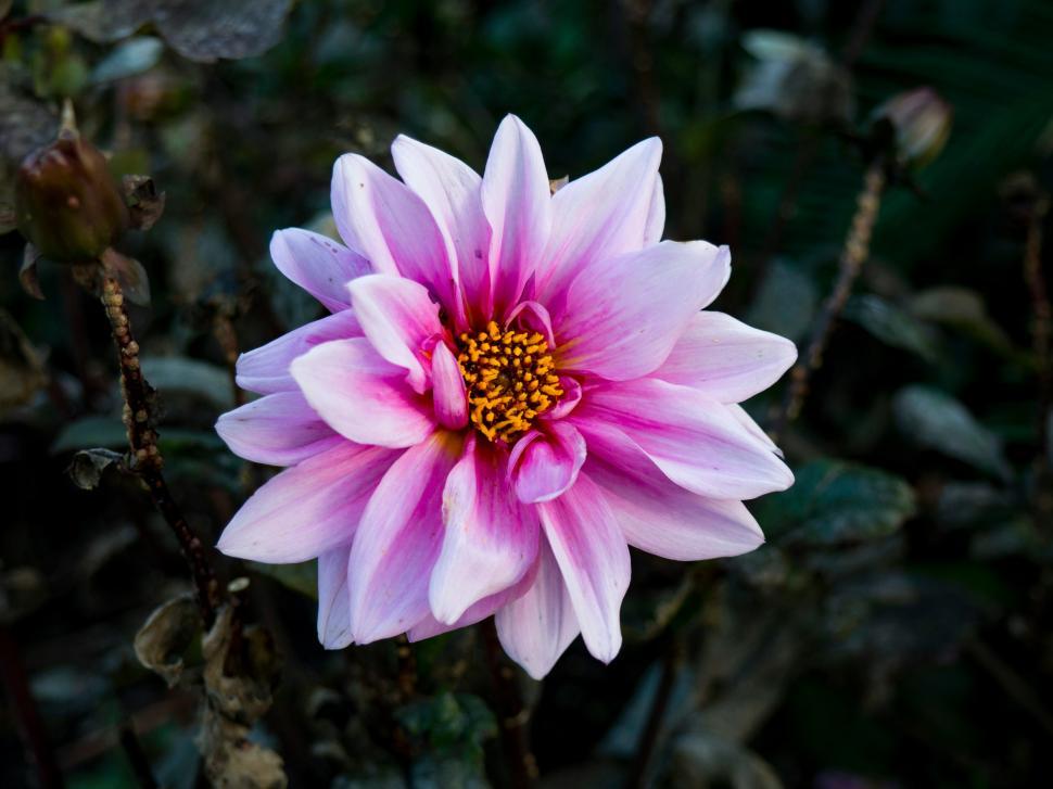 Free Image of Beautiful pink and white flower blooms in a serene garden setting during afternoon 