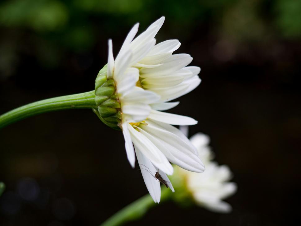 Free Image of Delicate white flowers bloom beside a tranquil stream in springtime 