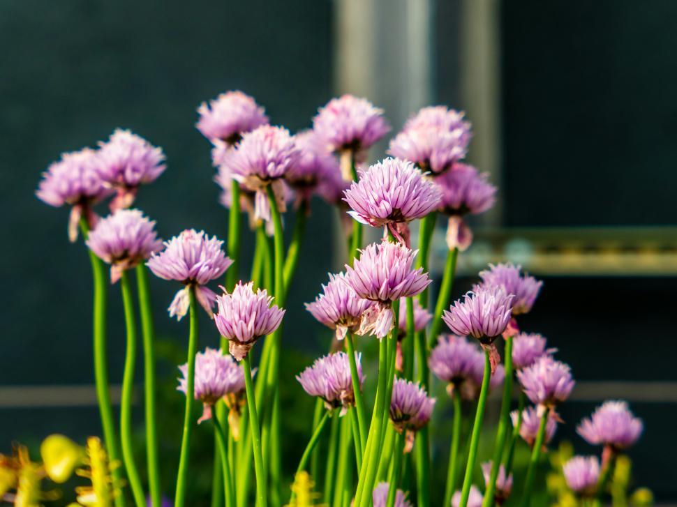 Free Image of Chive flowers bloom in a vibrant garden during sunny daylight hours 
