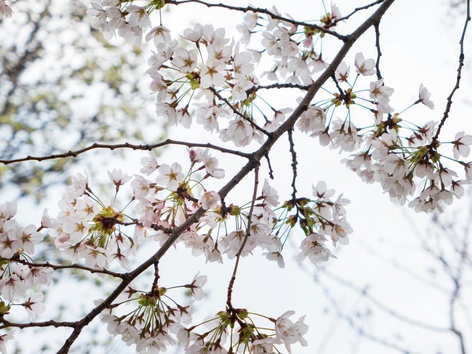 Free Image of Cherry blossom branch in bloom against a painted sky during spring 