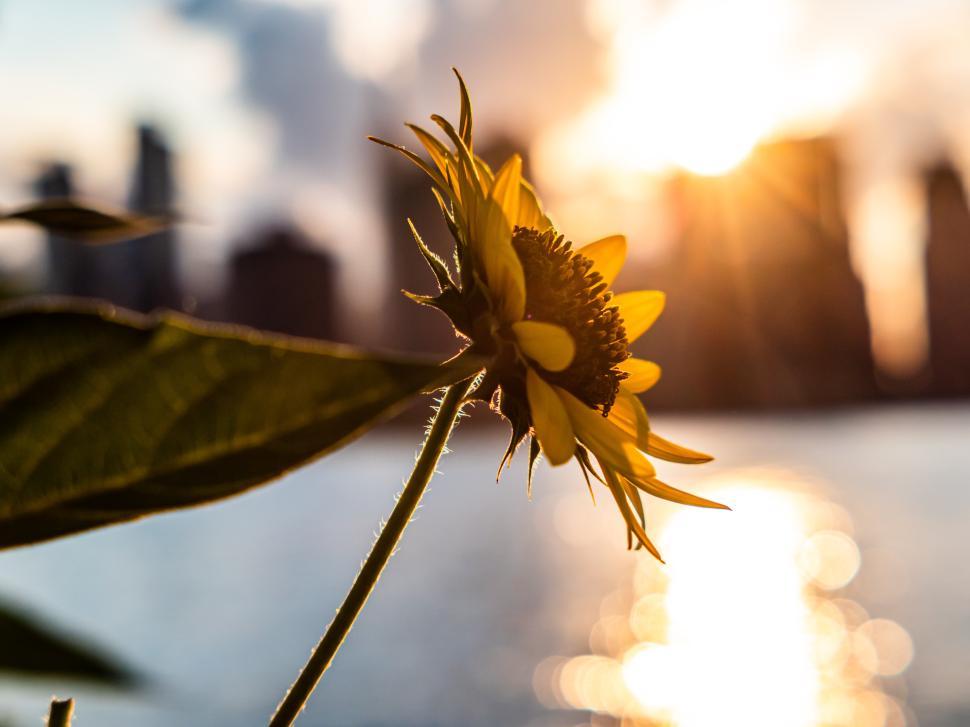 Free Image of Sunflower blooms near water with city skyline at sunset glow 