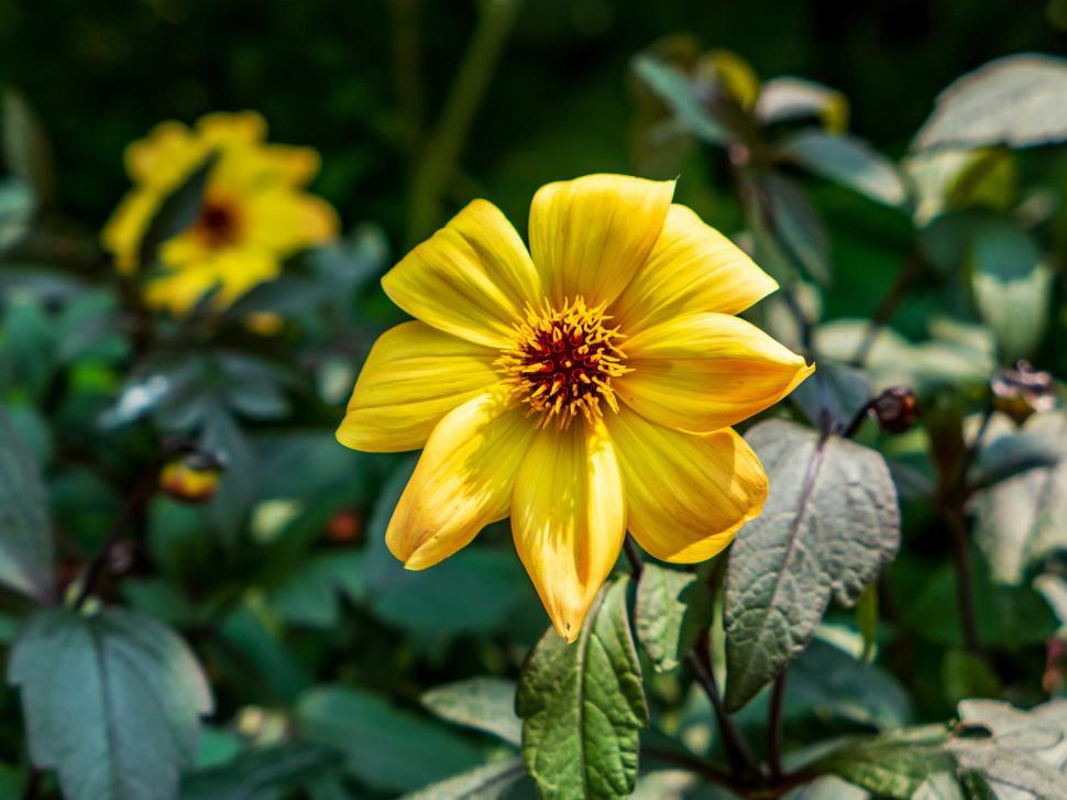 Free Image of Bright yellow flower blooming in a lush garden during sunny midday 