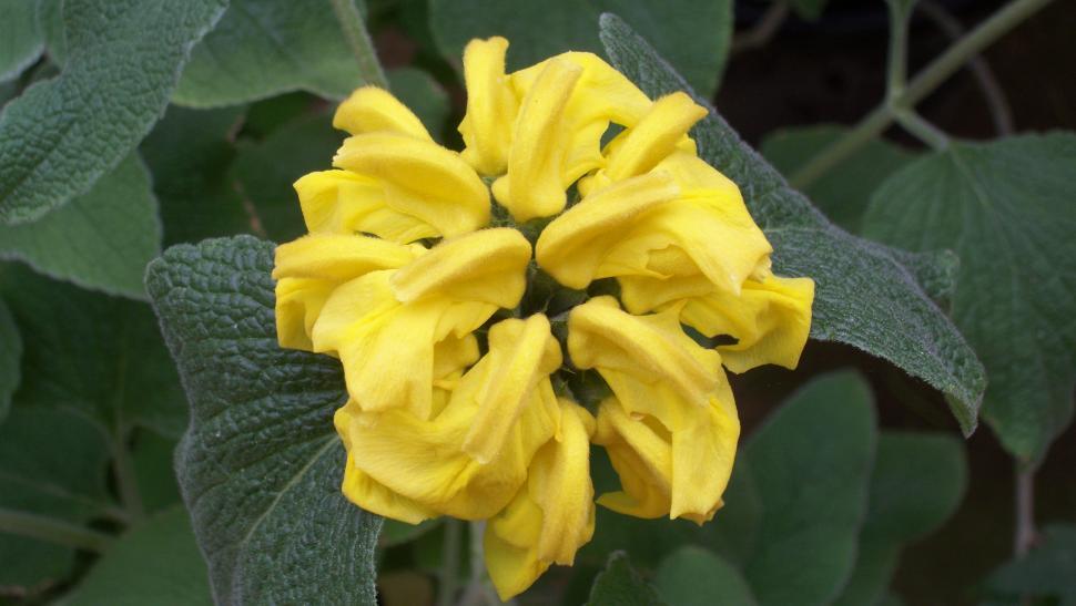 Free Image of Collections and close-ups of various exotic flowers 