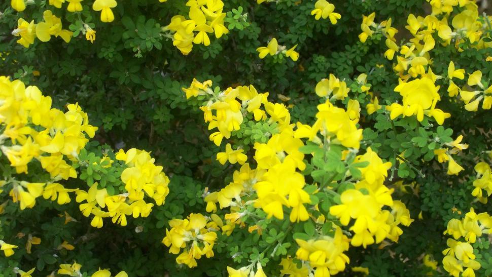 Free Image of Collections and close-ups of various exotic flowers 