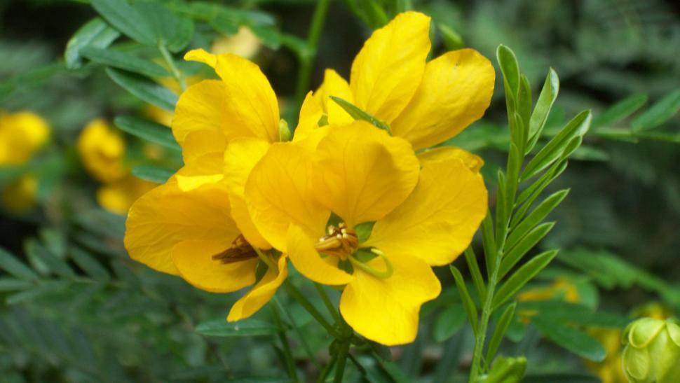 Free Image of Collections and close-ups of various exotic flowers 