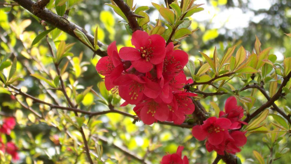 Free Image of Collections and close-ups of various exotic flowers 