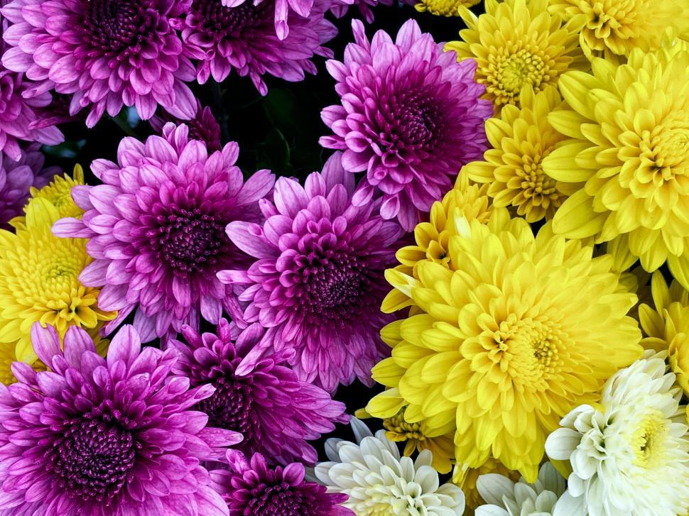 Free Image of Colorful chrysanthemum flowers in vibrant purple and yellow display 