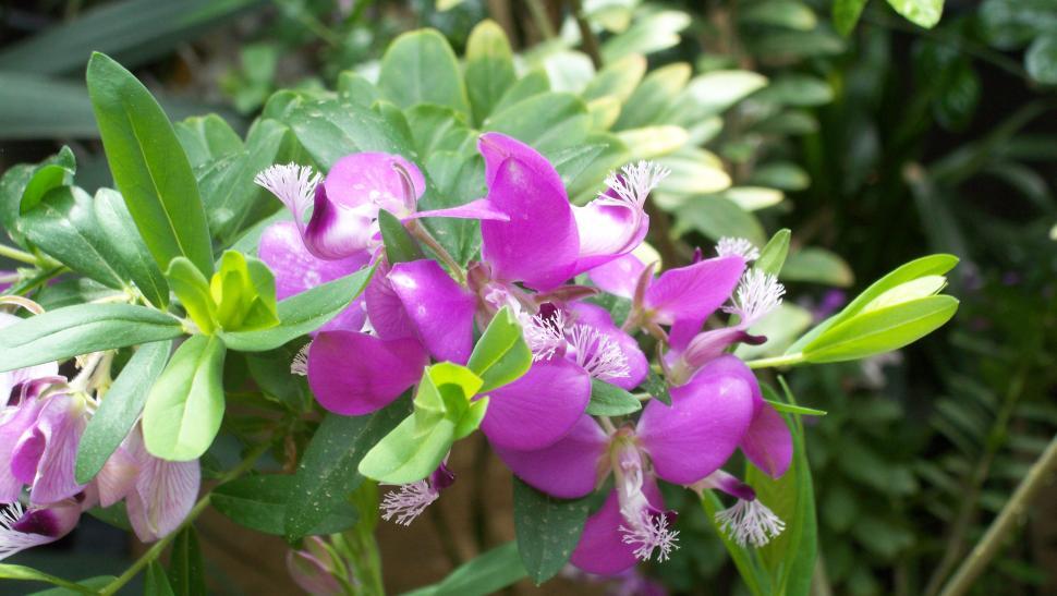 Free Image of Collections and close-ups of various exotic flowers 