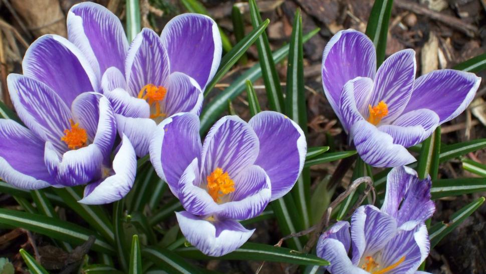 Free Image of Crocus blossoms in early spring season 