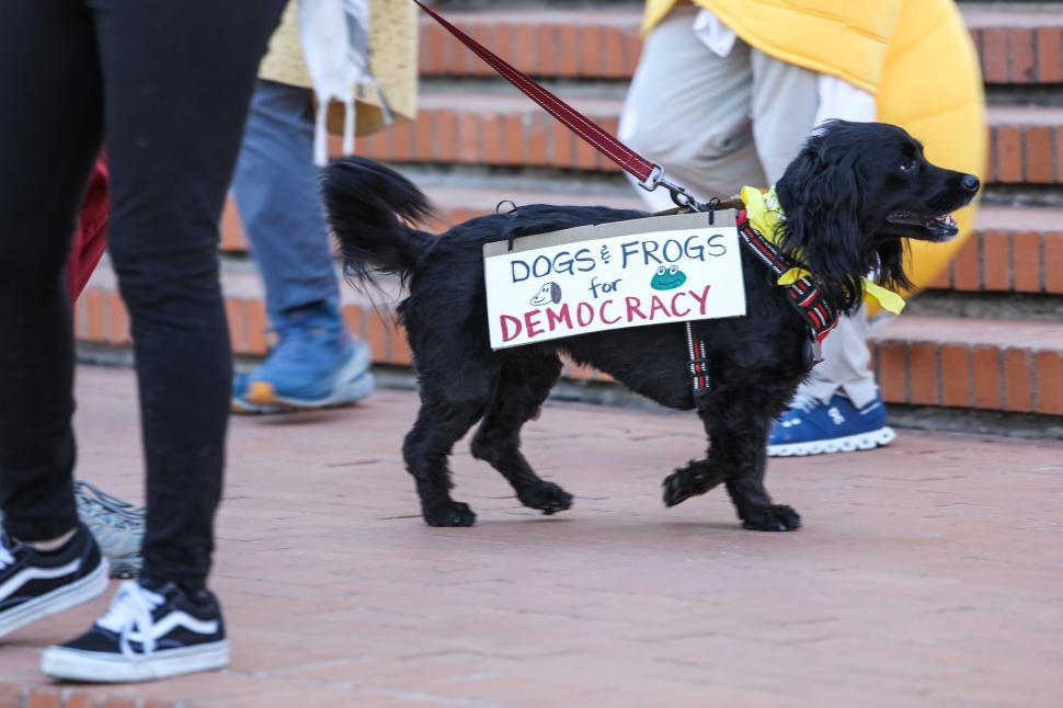 Free Image of Dogs and frogs rally for democracy in public protest against kings 