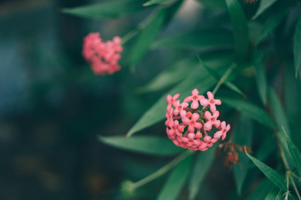 Free Image of Bright pink flowers blooming among green leaves 