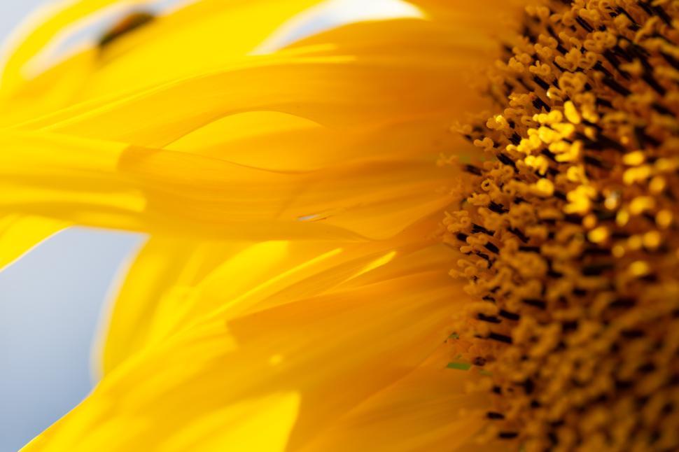 Free Image of Sunflower close-up showcasing vibrant yellow petals 