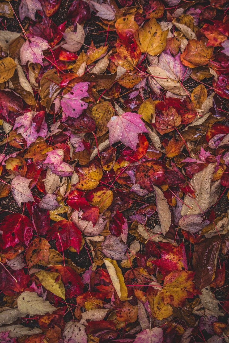 Free Image of Colorful autumn leaves cover the ground in a serene setting 