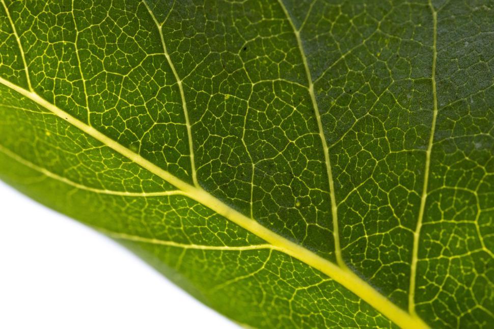 Free Image of Detailed view of a leaf showcasing intricate vein patterns 