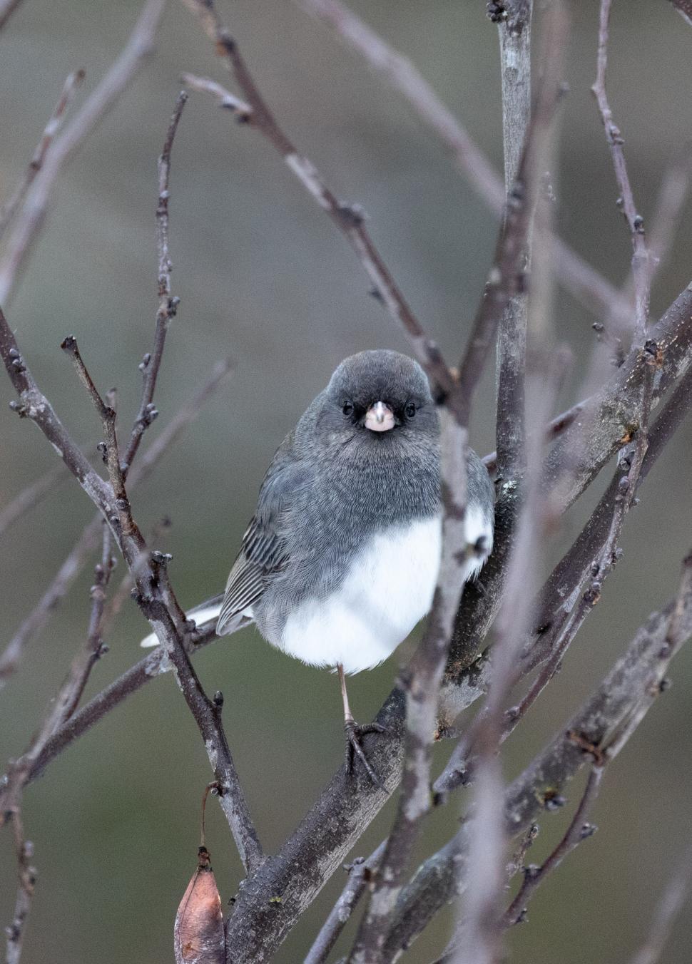 Free Image of Dark-eyed junco perched on branches in winter landscape 