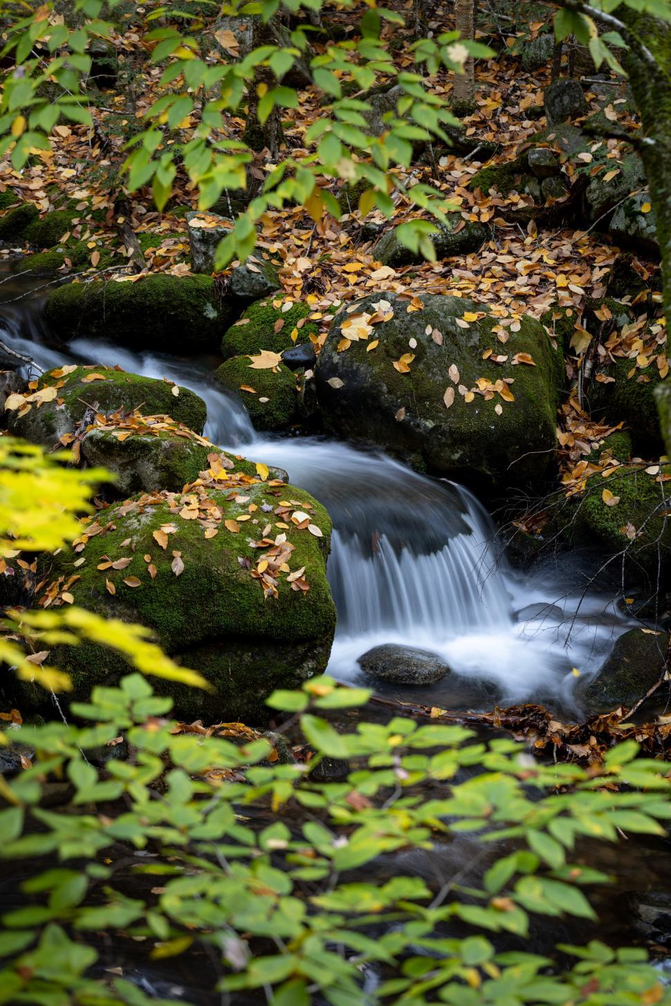 Free Image of Flowing stream surrounded by autumn foliage in a forest 