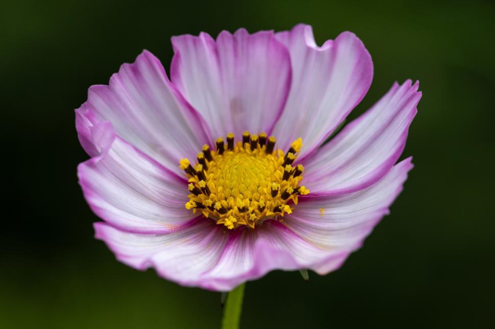 Free Image of Beautiful pink and white flower blooming in nature 