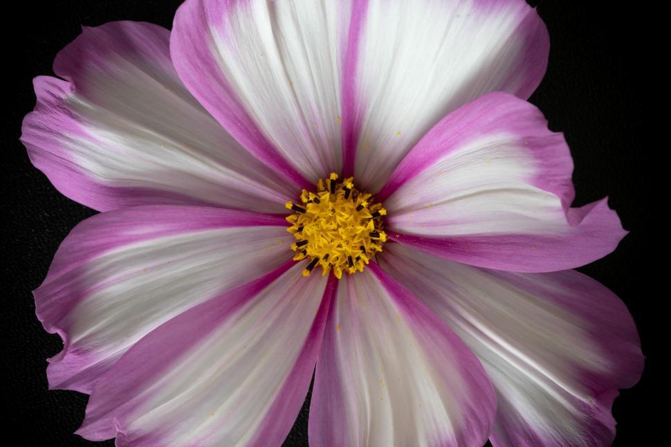 Free Image of Beautiful pink and white flower with vibrant yellow center 