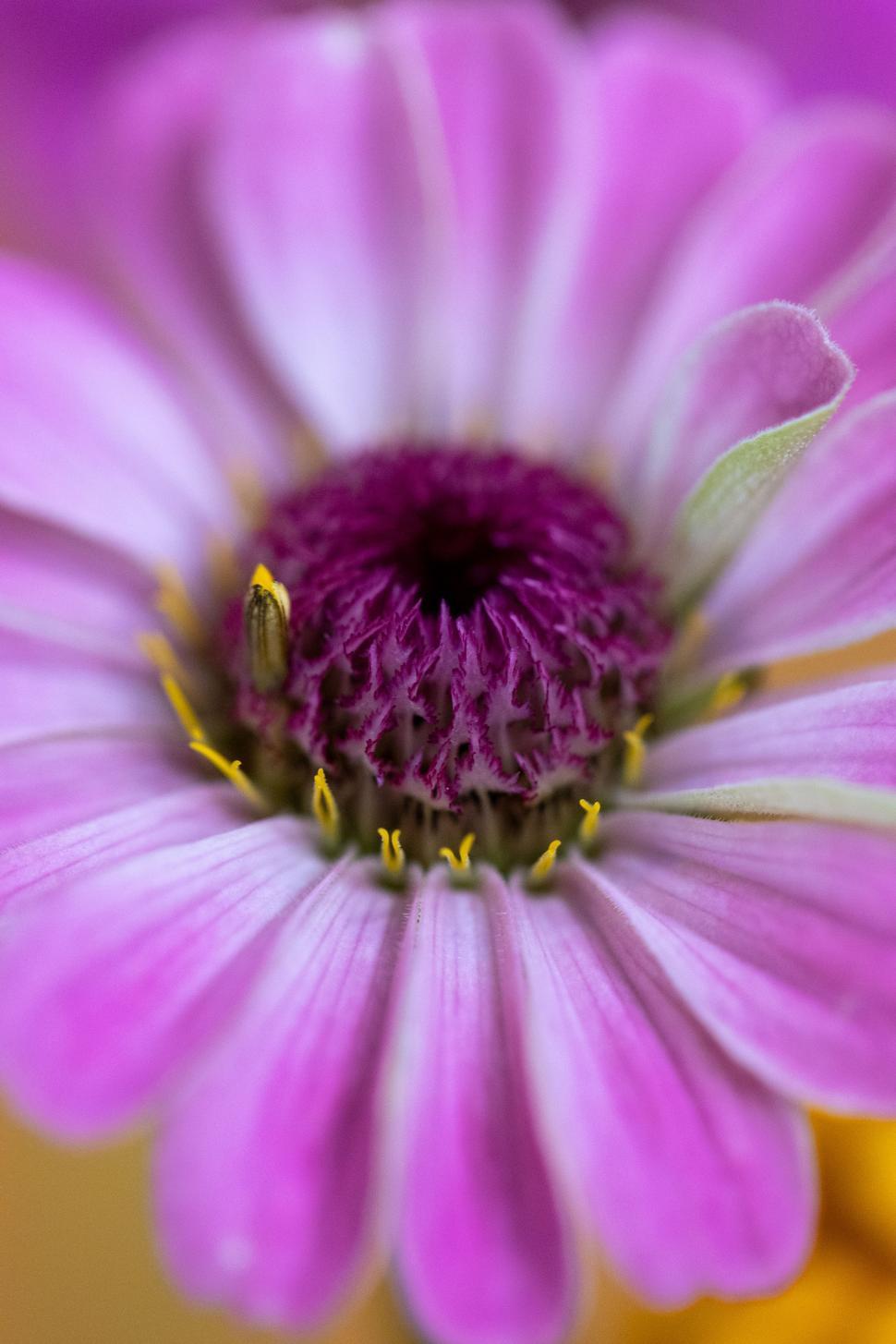 Free Image of Close-up view of vibrant pink flower in full bloom 