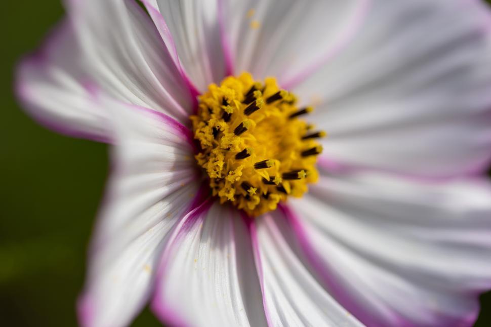 Free Image of Close-up of a vibrant flower with delicate petals 