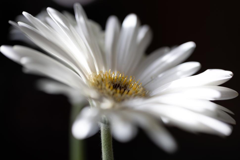 Free Image of Delicate white flowers with golden centers stand out softly 