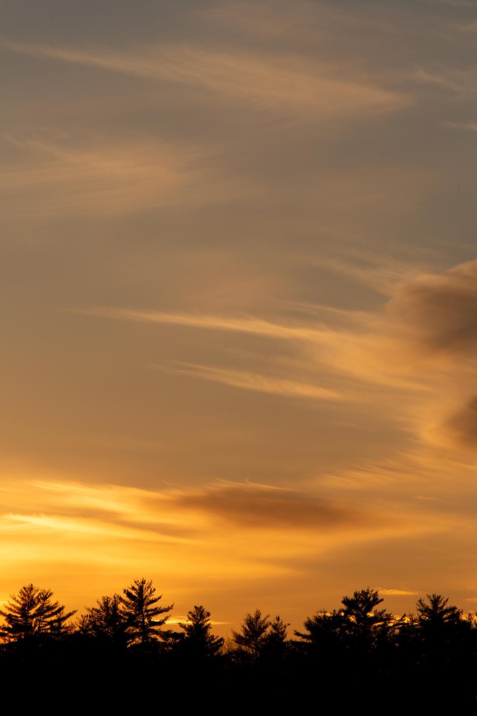 Free Image of Stunning sunset over a silhouette of trees 
