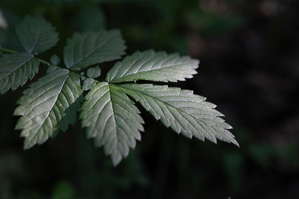 Free Image of Close-up view of delicate green leaves in natural light 