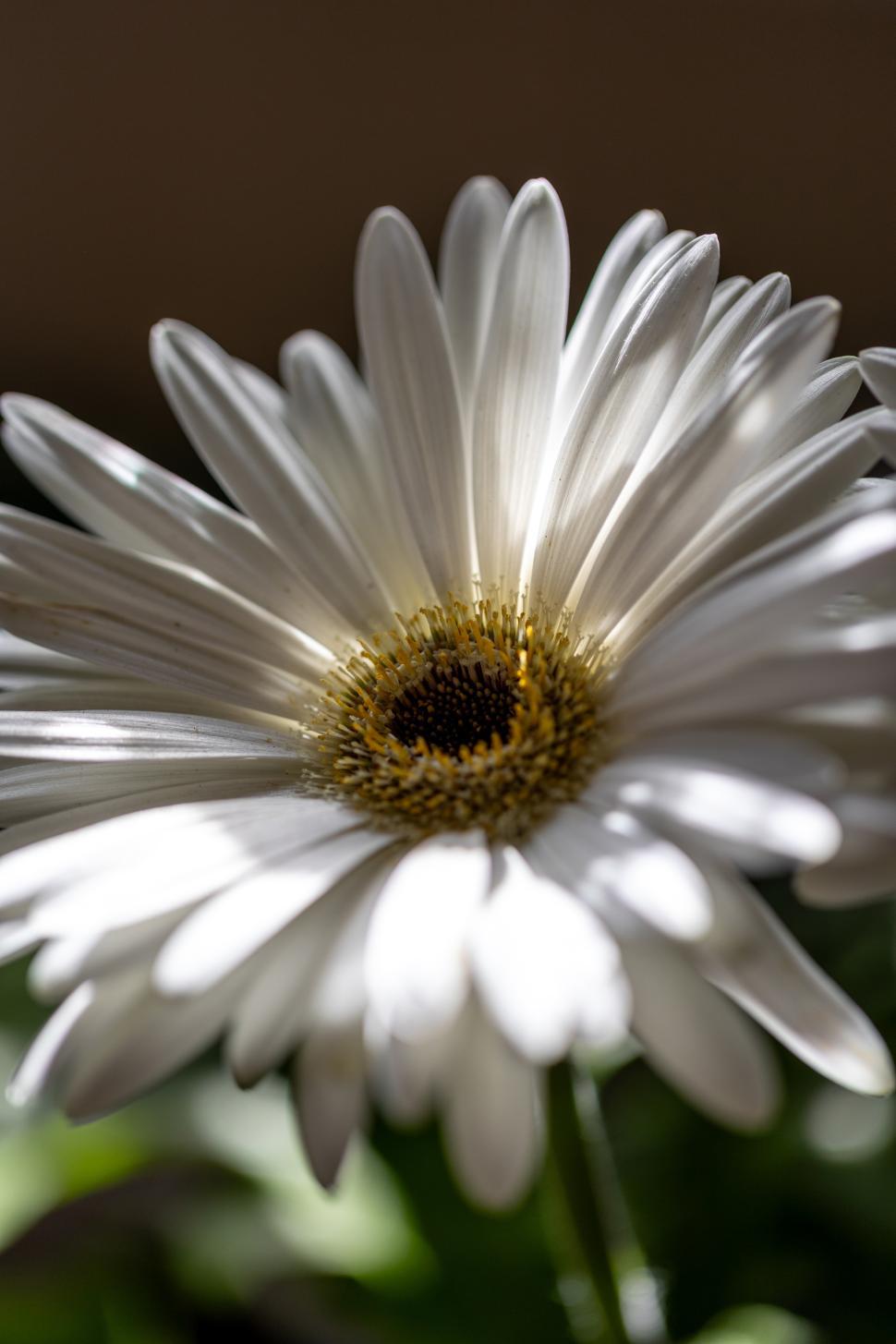 Free Image of Delicate white flower blooming in soft light 