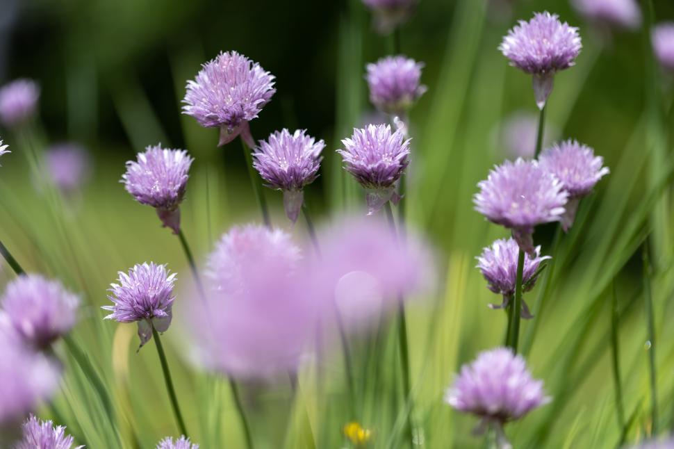 Free Image of Chives bloom in spring garden with soft purple flowers 