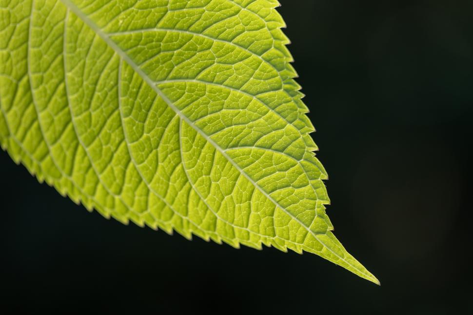 Free Image of Close-up view of a vibrant green leaf in natural light 