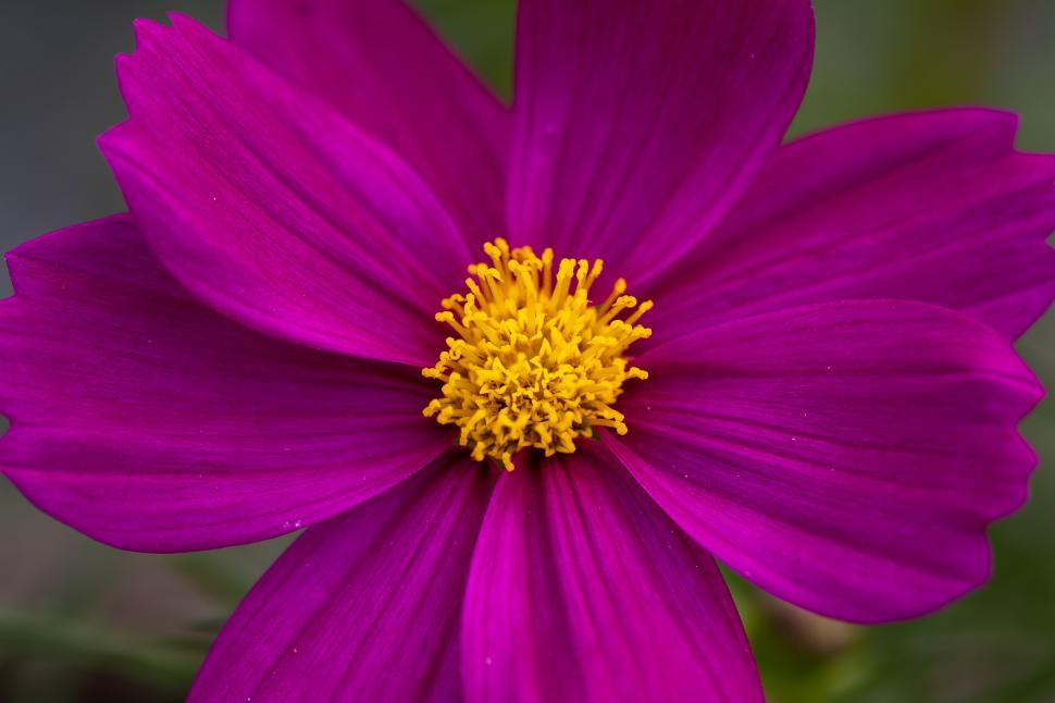 Free Image of Vibrant purple flower blooming in the garden 