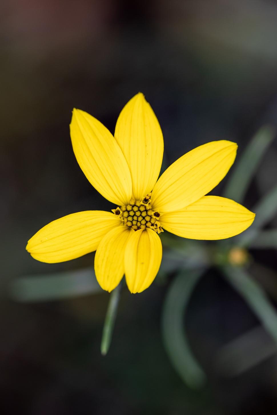 Free Image of Bright yellow flower blooming in a garden setting 